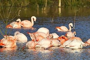 Flamingos Zwillbrocker Venn